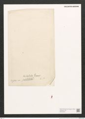 Diatomeae indet. (de-Toni-Nr.: Species 2085 ?) Zeichnungen Sammlung Grunow (NHMW-BOT-W0372543)